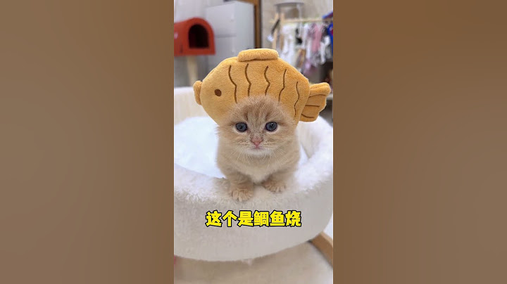 这应该算挑战成功了吧 #小奶猫的成长日记