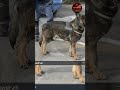 Rani Mukherjee ka shocking reveal! Mardaani 3 mein Dog Squad ka asli role –silent heroes, dark crime