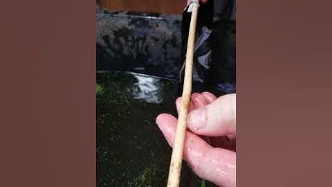 Snapping Turtle Bite Force Test!