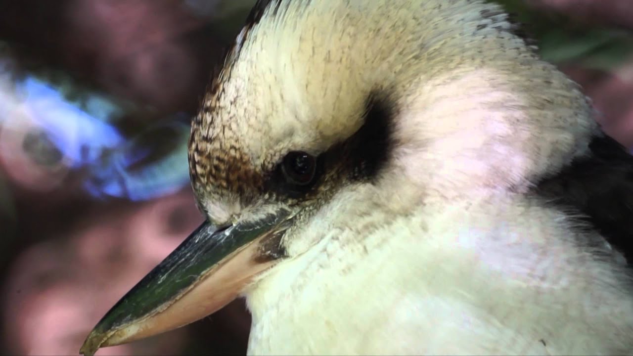 Laughing Kookaburra 笑いカワセミ 