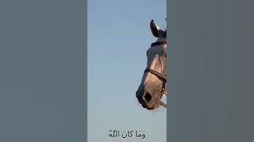 سورة الأنفال و،،كا،.نك تسمعها لأ،،و.،ل مر،ة 💙..💔💟💗❤️،..💛،🌹بصوت الشيخ حمزة مدبو.ح 🌷💛..🌺،،،❤️💓؛؛💗💖