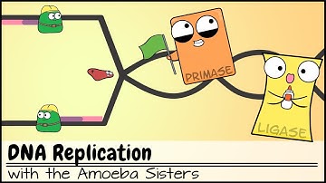 DNA Replication (Updated)