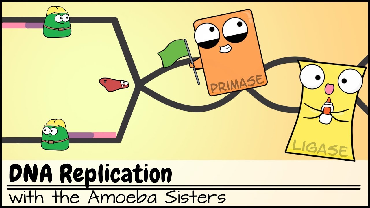 DNA Replication (Updated) - YouTube
