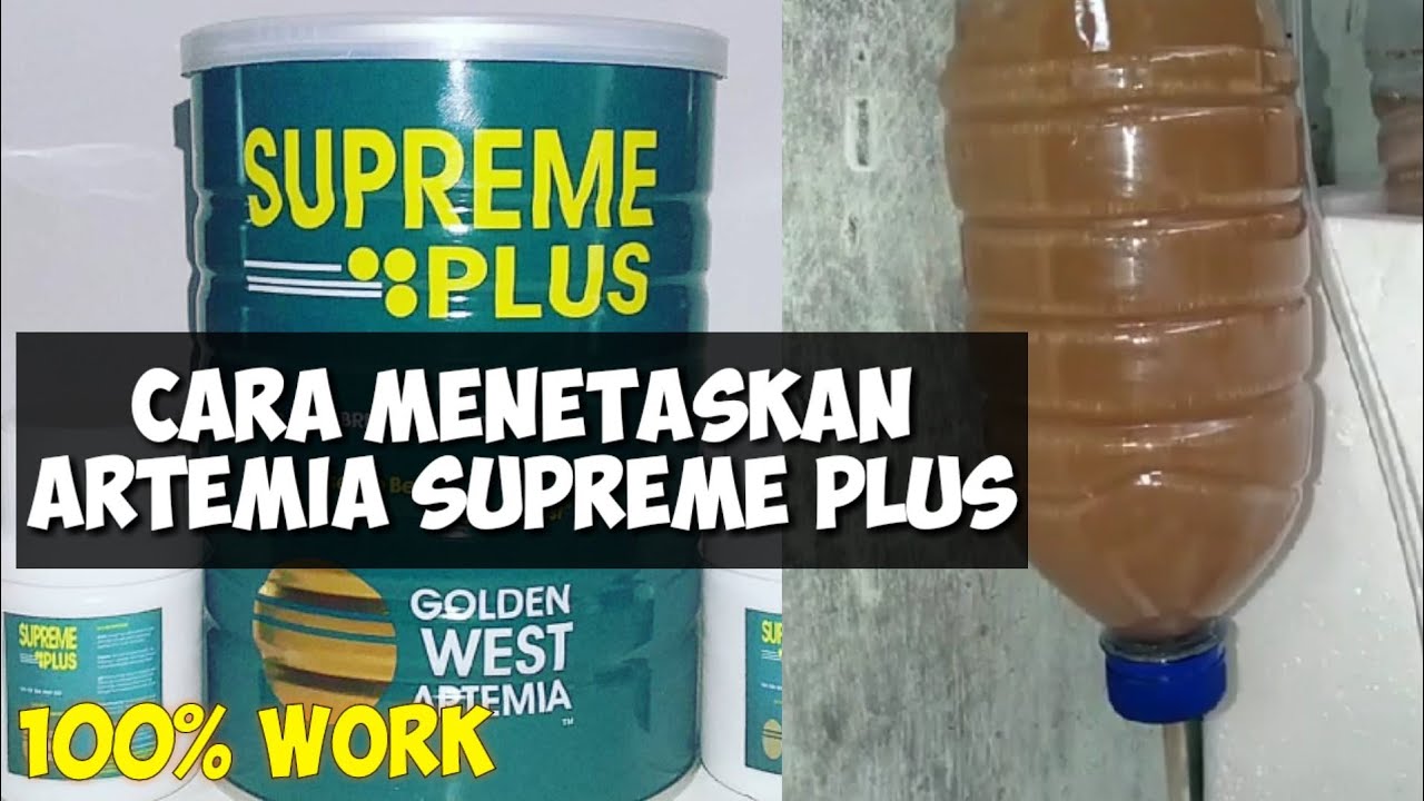 CARA MENETASKAN ARTEMIA DAN MENYARING ARTEMIA 