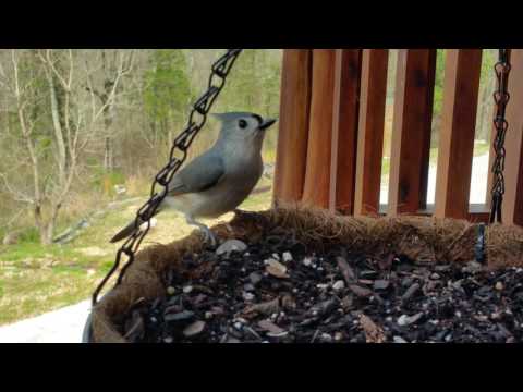 Video: Why Does A Titmouse Knock On The Window With Its Beak
