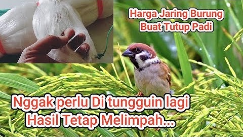  Harga Jaring Burung Pipit / Jaring Sawah Anti Hama – Tahan Lama & Kuat