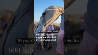 600 baby flamingos tagged and identified in conservation effort