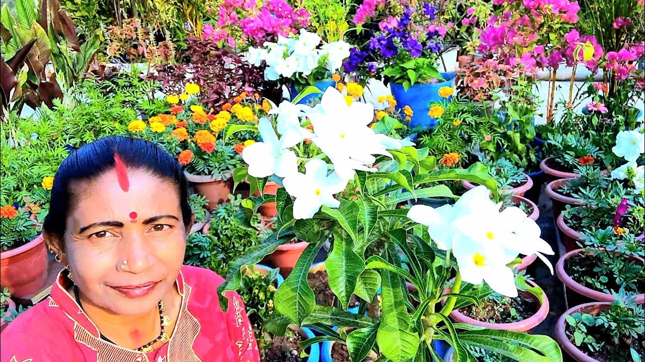 Если растение нагчампа слишком вытянулось, укоротите его вот так: