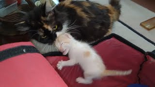 Mother Cat Dragging Her Poor Kittens From Ear And Hiding Them Separately