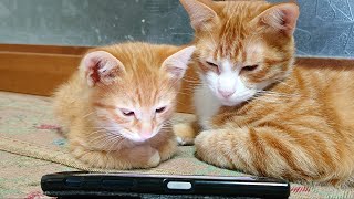 【保護猫 子猫】猫用アプリゲーム茶トラ兄弟猫に遊ばせたら可愛すぎた♪