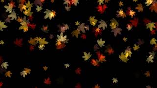 Leaves falling  footage  black screen leaves effect | no copyright