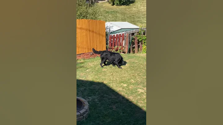 Back yard Newfie