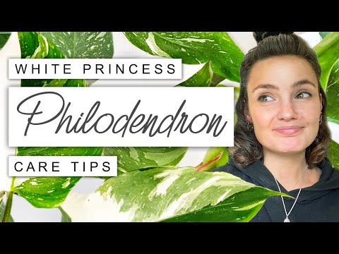 White Princess Philodendron Care TIPS + TRICKS ? Philodendron White Princess Survival Guide ?