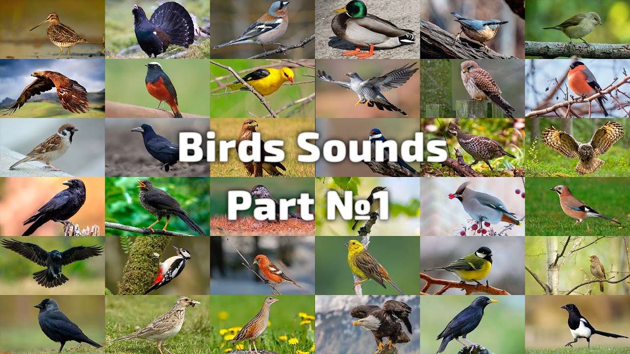 #birdsounds - listen awesome bird sounds [Try Listen bird sounds ] 🎧 ...