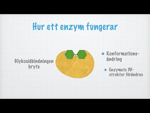 Video: Vem fungerar enzymer?