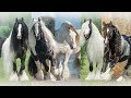 The Gypsy Vanner Horse Society