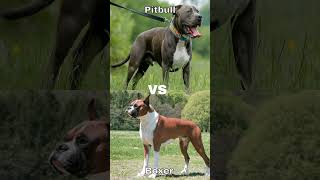Pitbull vs Boxer ( Subscribe for Pit, Like for Boxer ) #pitbull #boxerdog #dog