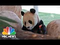 Giant Panda Pair Sent From China To Qatar Ahead Of Soccer World Cup