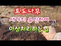 #포도나무아상처리 #아상처리 #새가지 유인하여 아상처리 하는법