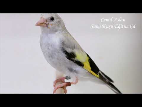 Saka Kuşu Sesi Eğitim Ders Cd - LESSON SOUND CHARDONNERET