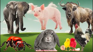 Happy Animal Moment, Familiar Animals Sounds: Gnu, Rabbit, Elephant, Pig, Chicken - Animal Paradise