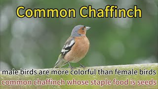 common chaffinch- males more colourful than females and they are territorial bird in breeding season