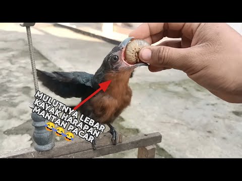 Mulutnya lebar sekali, serangga besar sekali telan oleh baby kadalan 😅