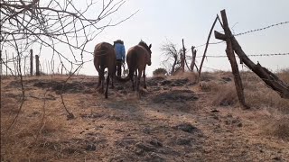 los Burros y Yeguas del rancho loma bonita.