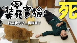 【黃阿瑪的後宮生活】志銘裝死實驗！如果我死了...貓咪會？ by 黃阿瑪的後宮生活 221,903 views 2 months ago 10 minutes, 17 seconds