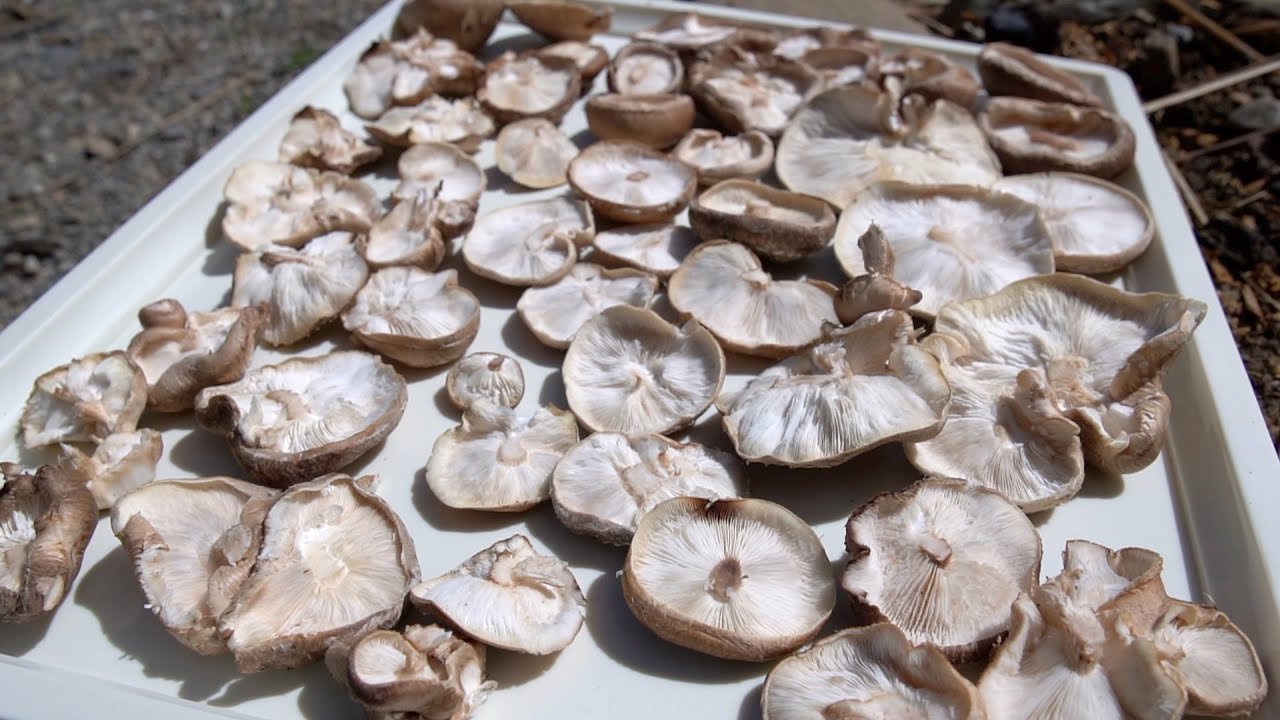 Our favorite Shiitake Recipe!! Increase Vitamin D content! YouTube