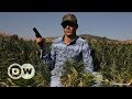 Lebanon's Hash Industry | DW English