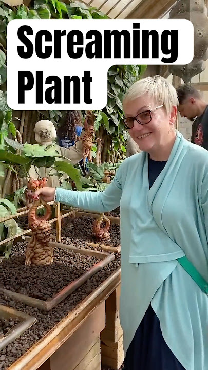 Screaming Mandrake Plant Harry Potter #harrypotter #viral