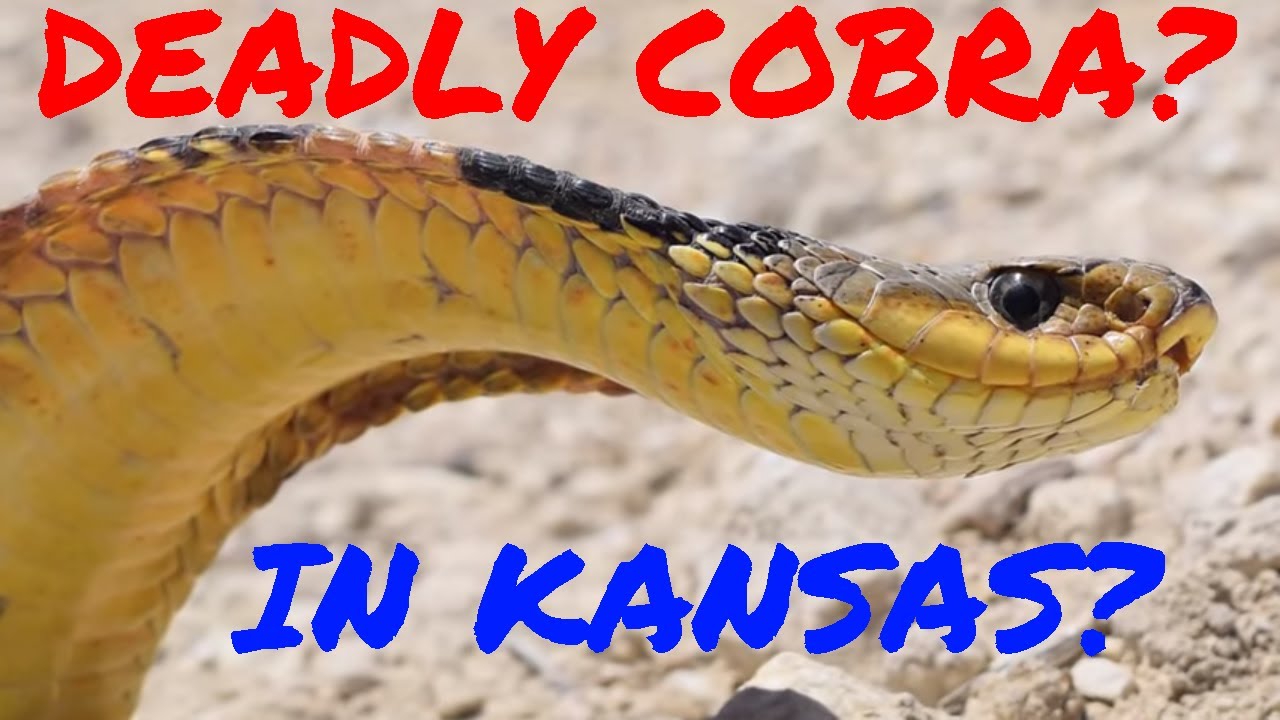 adventures of aladdin Cobra in Kansas?!?