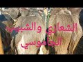 انخفاض أسعار الشعاري والشبيب الجاموسي