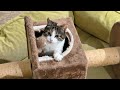 Cats acting like nothing happened after knocking over the cat tower