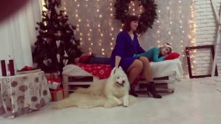 Фотосессия самоеда Арэса, Днепр 2016-2017 Backstages photo project with a Samoyed Фотосессия самоеда Арэса, Днепр 2016-2017 Backstages photo project with a Samoyed