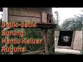 Ternak Burung Hantu - Melihat Tyto Alba di Rubuha/Gupon