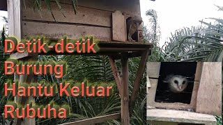 Ternak Burung Hantu - Melihat Tyto Alba di Rubuha/Gupon