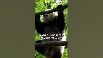 Panda Climbs Tree and Almost Falls Off!