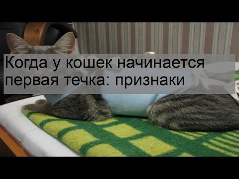 Когда у кошек начинается первая течка: признаки