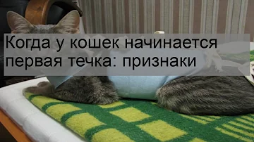 Когда у кошек начинается первая течка: признаки