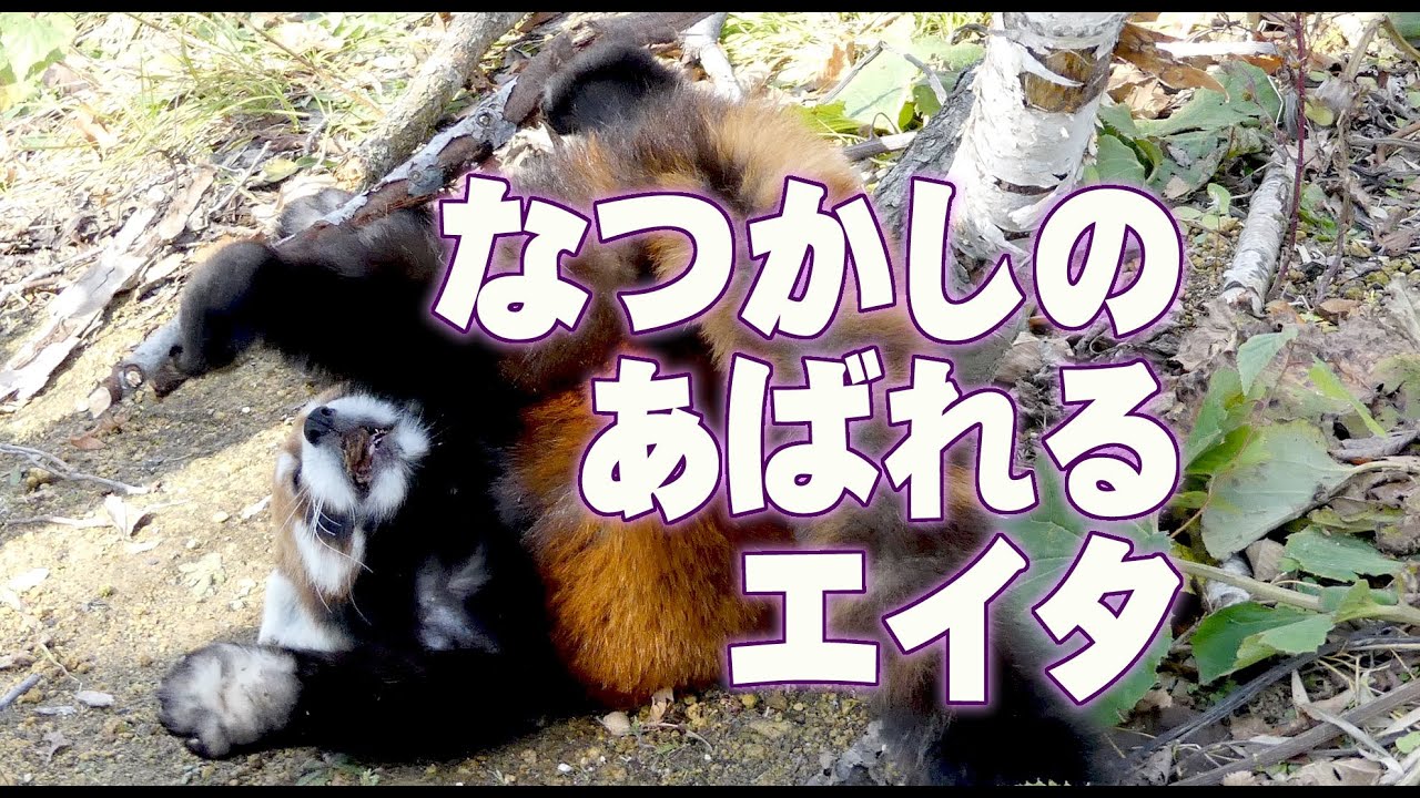 【レッサーパンダ】なつかしの暴れるエイタ　Red Panda EITA at Maruyama Zoo