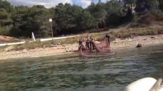 Gavuni I Girice Ulov Mrižom Tratom