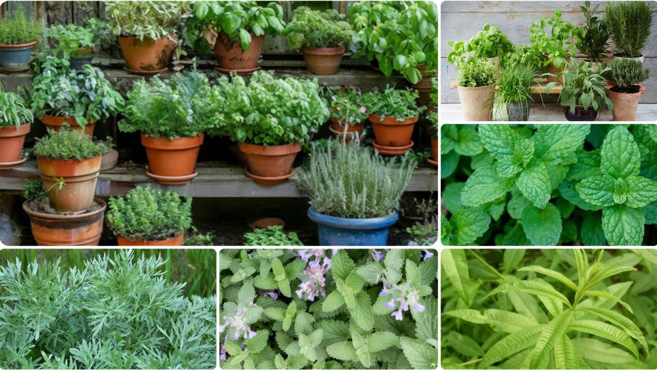 أسرار زراعة 5 أعشاب في المنزل ☘️🥰بسهولة ،فليو، النعناع، الشيبة، والمليسة #دليل_المبتدئين