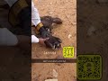 مقناص صقور الشمال طرح شيهانه الجوف لاتنسوا الاشتراك في القناة تابعوني سناب  متفاعل24ساعه