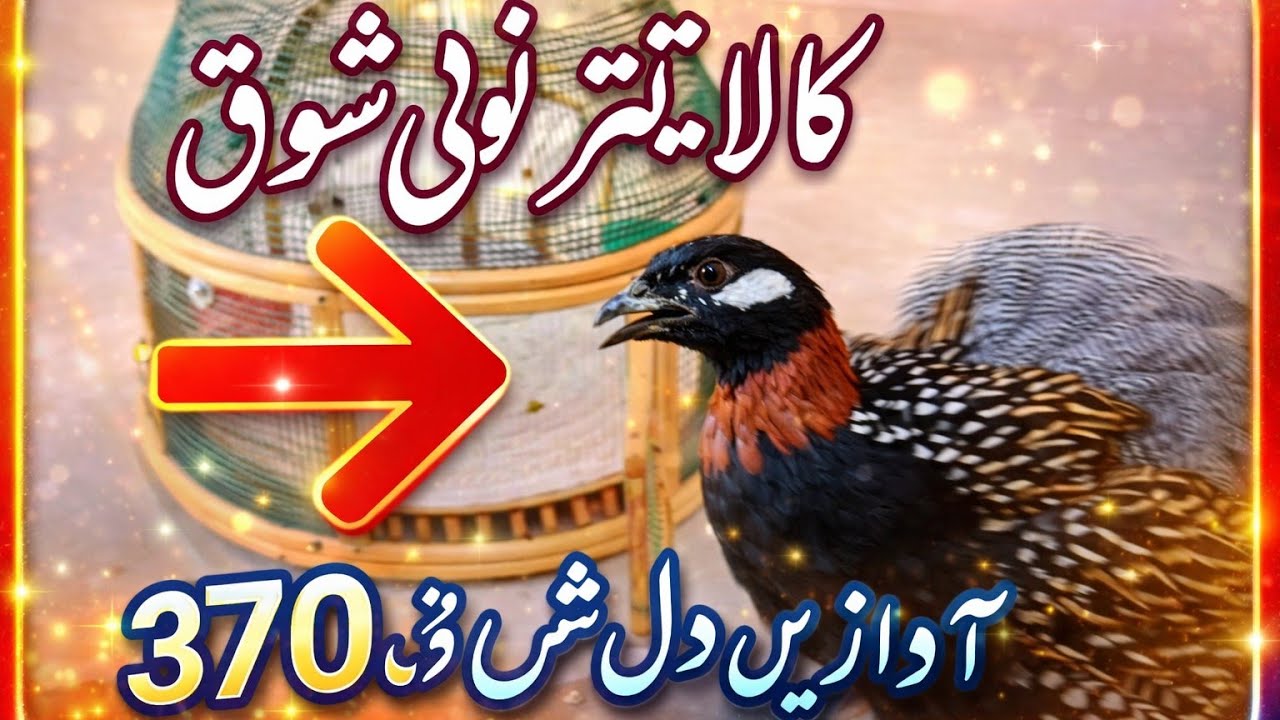 Kala Teetar February ke mahine ki Awaz | 370 Awazin Sun kr Dil Khush ho gya | Black Francolin sound