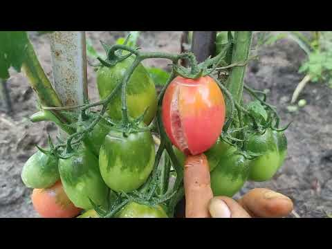 Video: Werden Tomaten bei kühlem Wetter reifen?