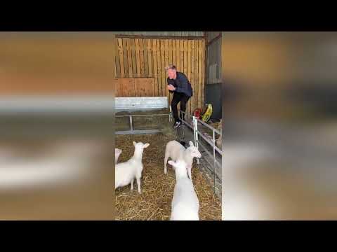 "Oven time!" - Gordon Ramsay accused of acting bizarrely after prowling around lambs in pen