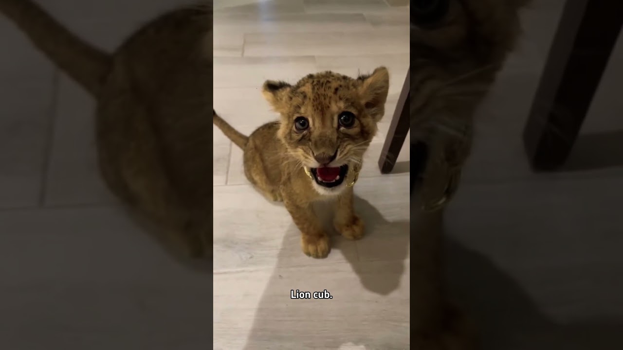 Он думает, что он свирепый... 🦁