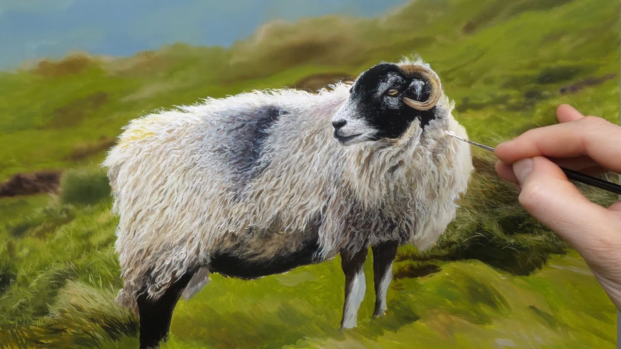 Why Are Sheep Painted